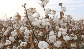 新疆棉花事件起因 新疆棉花事件起因是什么