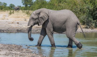 大象耳朵的特点和作用是什么 大象耳朵的作用介绍
