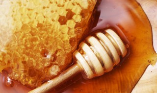野生蜂蜜和家养蜂蜜的区别 野生蜂蜜和家养蜂蜜的不同
