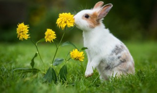 冬季养兔子怎么养 冬季养兔子注意什么东西